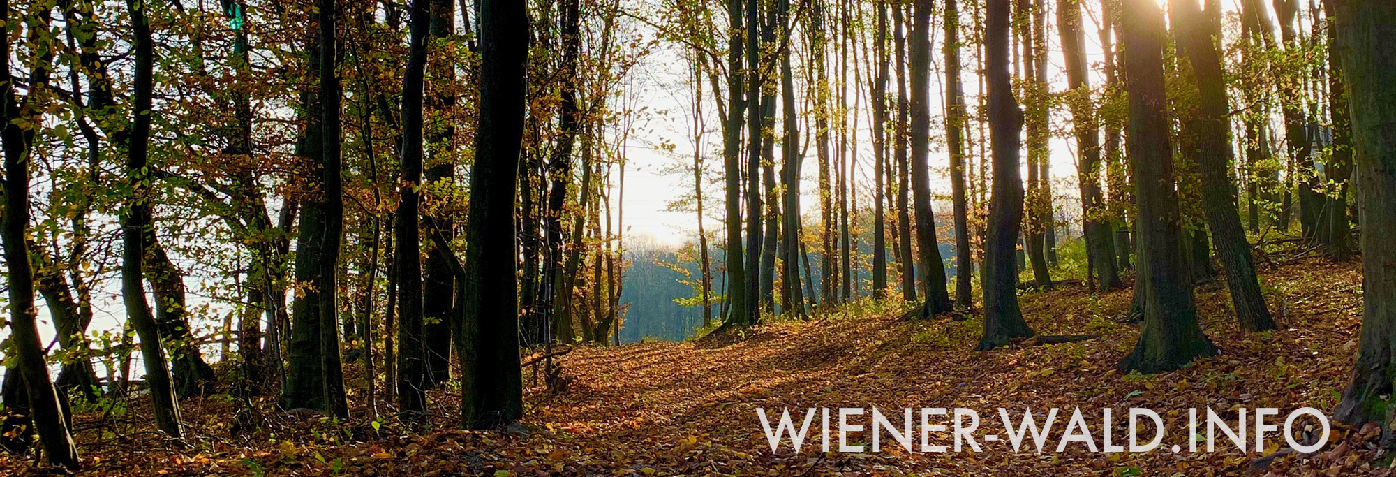 (c) Wiener-wald.info
